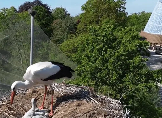 Jonge ooievaarskuikens in Planckendael