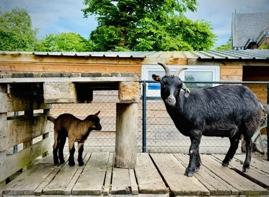 Kinderboerderij Tivoli