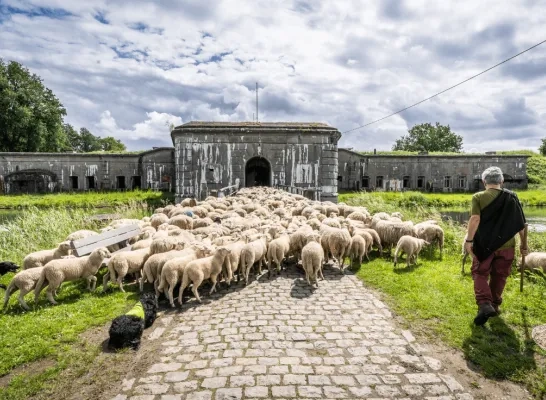 schapen arriveren Kessel Fort 