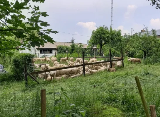 opvang schapen brand Geel 