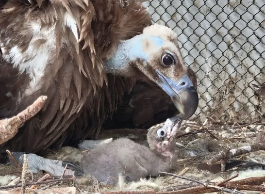 Adoptiejong monniksgieren Zoo Planckendael