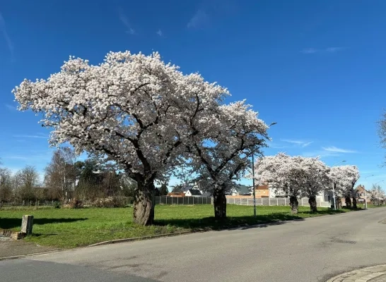 Japanse kerselaar Balen