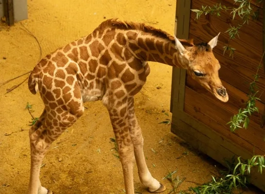 Babygiraf Zoo Planckendael