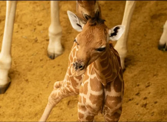 Babygiraf Zoo Planckendael