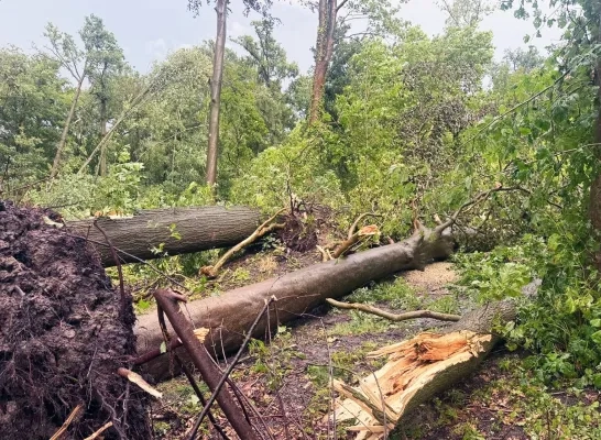 Bomen omgevallen bos