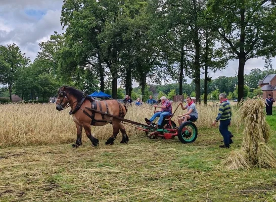 Korenpikken Merksplas