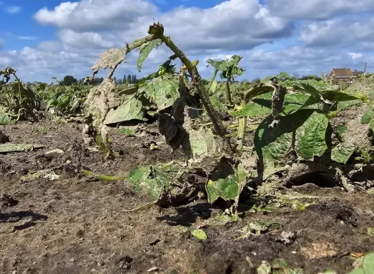 Schade door storm Hoevewinkel 't Hertsveld