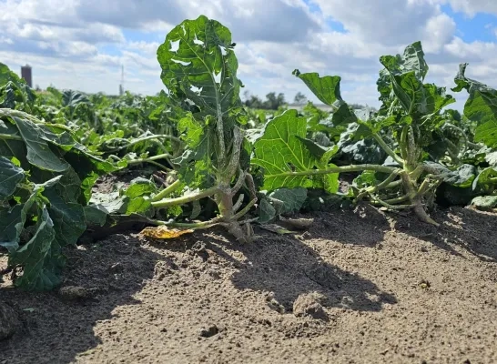 Schade door storm Hoevewinkel 't Hertsveld