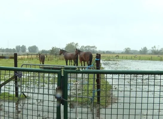 Ponyheide Leest onweer windhoos pony paard Mechelen