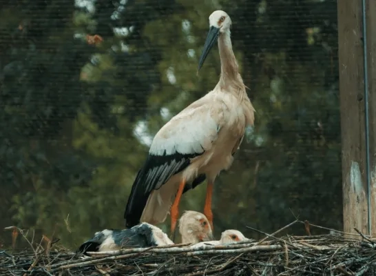 zwartsnavelooievaar zoo planckendael 