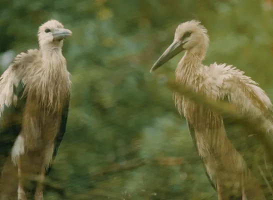 zwartsnavelooievaar zoo planckendael 