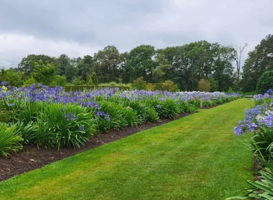 Bloemenpracht Merksplas