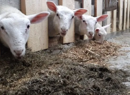 veel gevallen van blauwtong gemeld in de regio, vooral bij schapen