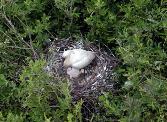 Lepelaars in natuurgebied De Zegge Geel