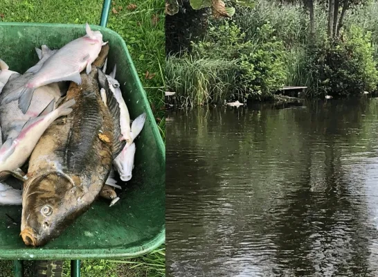 dode vissen zuurstoftekort mannenwiel bornem de snoekjagers