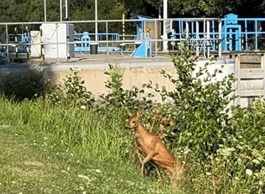 reetje in vaart Geel Ten Aard