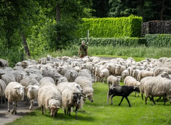 Schapen