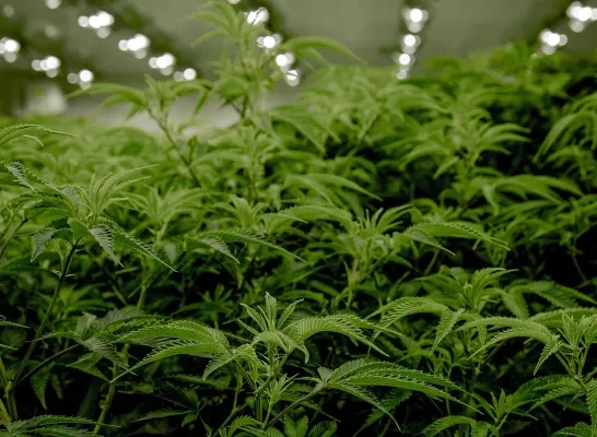Cannabisplantage