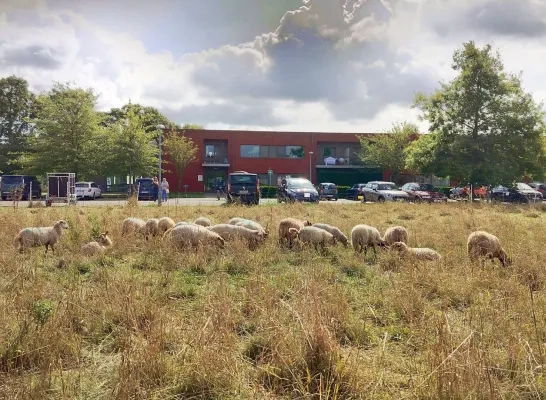 Schapen aan WZC Bosbeekhof Sint-Katelijne-Waver