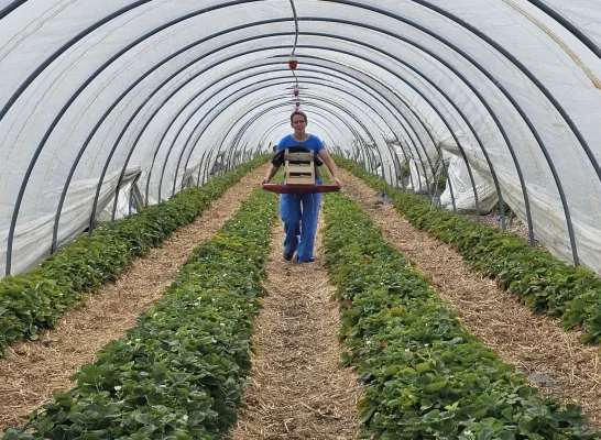 Aardbeien Op het Veld Bevel