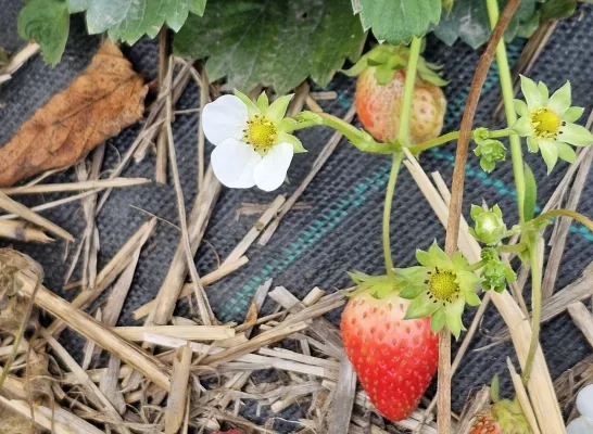 Aardbeien Op het Veld