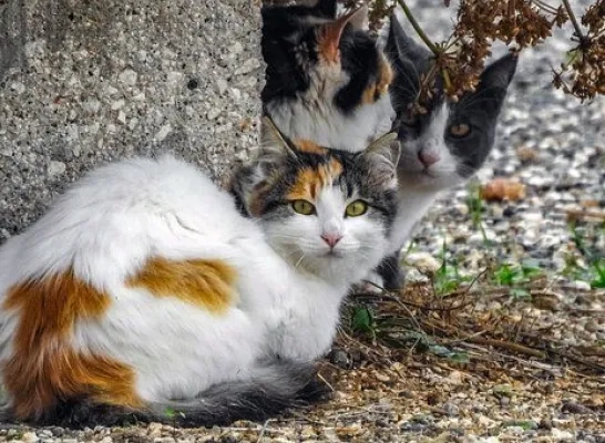 Mechelen kan volgens GAIA nog meer doen voor de zwerfkattenpopulatie in de stad