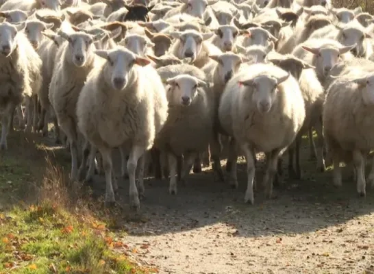 schapen vzw kemp dieren