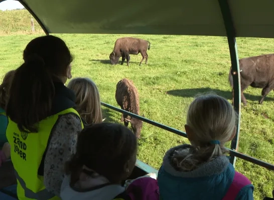 Nijlense leerlingen op bezoek bij bizonboerderij 't Gewat