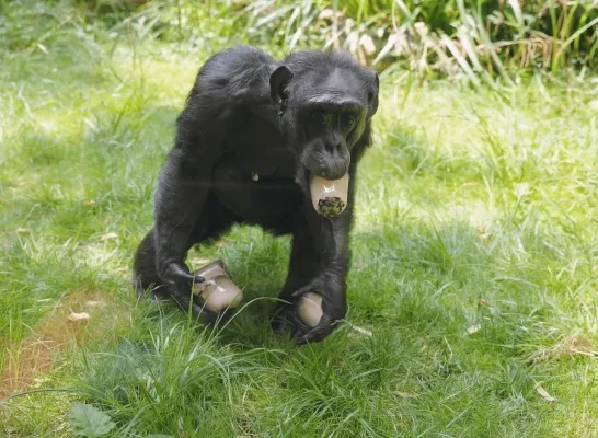 Chimpansee in ZOO Antwerpen