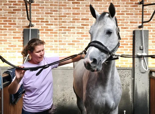 Equbreeding veiling in Stal de Eyckenhoeve