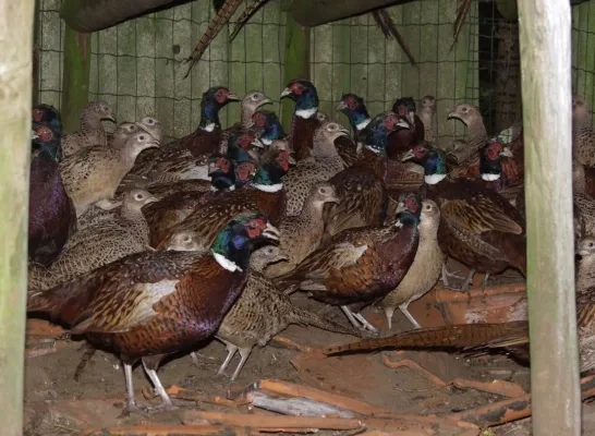 ongeringde fazanten gekweekt voor plezierjacht