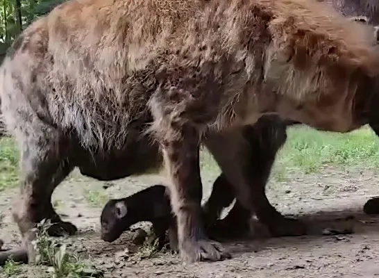 Hyena Zoo Planckendael