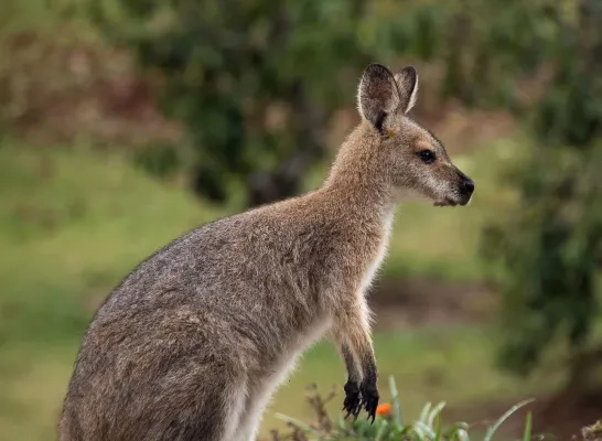 wallaby algemeen