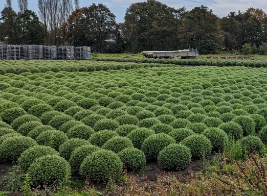 Veld met chrysanten