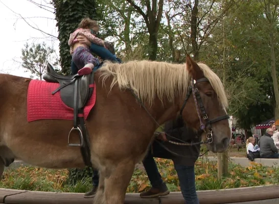 Belgische trekpaarden stonden centraal op de jaarmarkt van WIllebroek