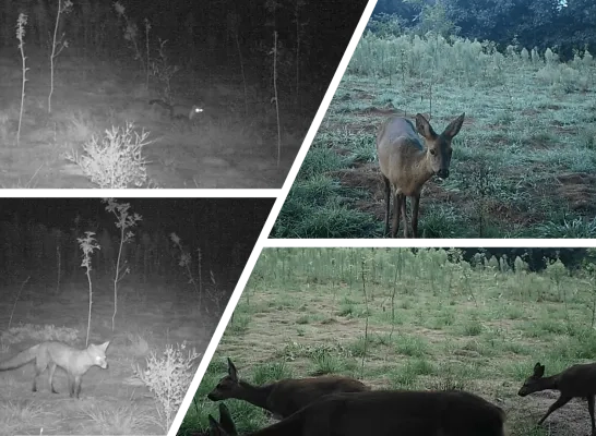 wildcamera De Averegten bos Heist-op-den-Berg