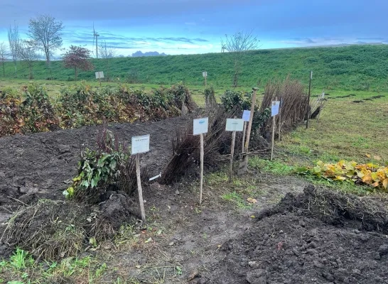 boom planten bos bosgroep Bos+ Vaartstraat Willebroek