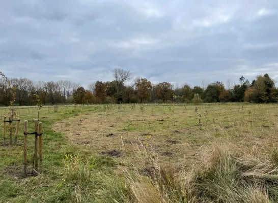 bomen princebos turnhout aurubis