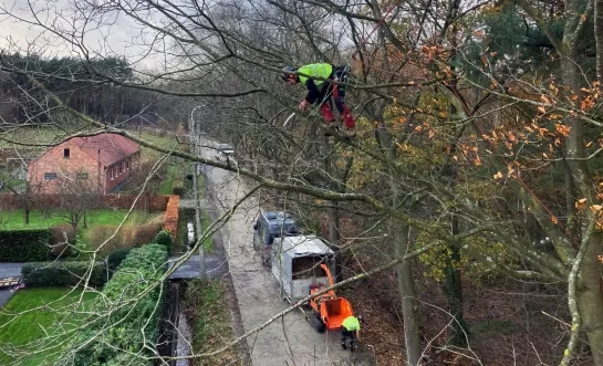 Boomverzorging Bruinbeekvallei Bonheiden