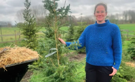 kerstbomen paard&bloem