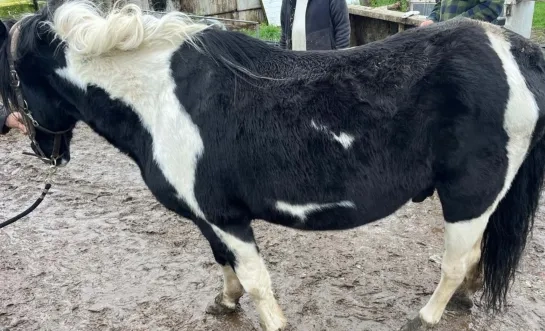 Paard in beslag genomen Heist-op-den-Berg