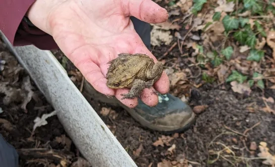 paddenoverzet Bonheiden amfibieën salamanders kikkers padden