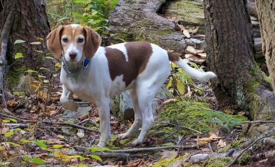 Hond loopt los in bos