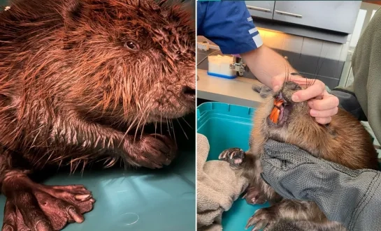 bever voc Kapellen Brasschaat