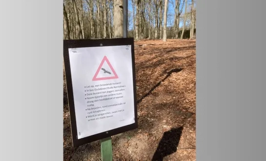 broedende buizerds Stoktsebaan Vosselaar