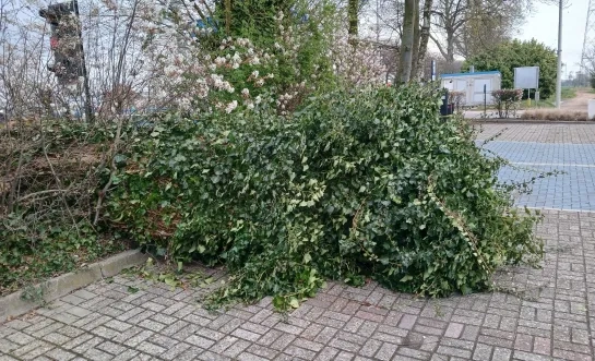 omgewaaide boom parking Den Hout Beerse