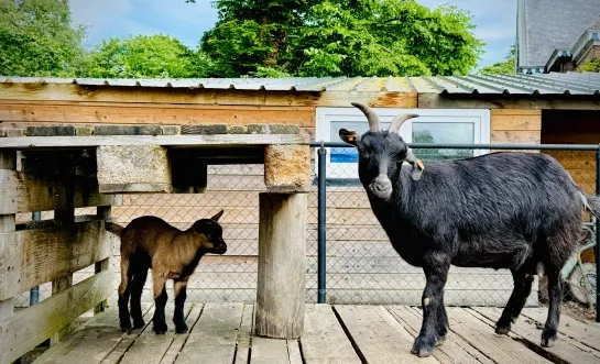 Kinderboerderij Tivoli