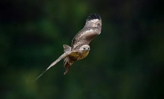 Buizerd 