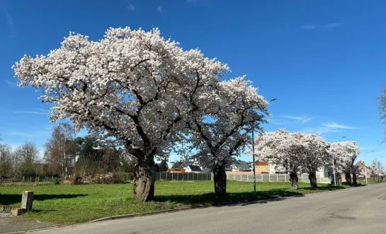 Japanse kerselaar Balen