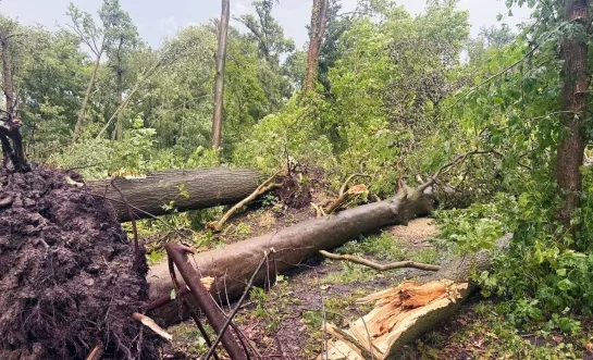 Bomen omgevallen bos